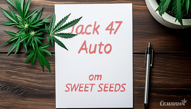 Гроурепорт сорта Jack 47 Auto fem от Sweet Seeds