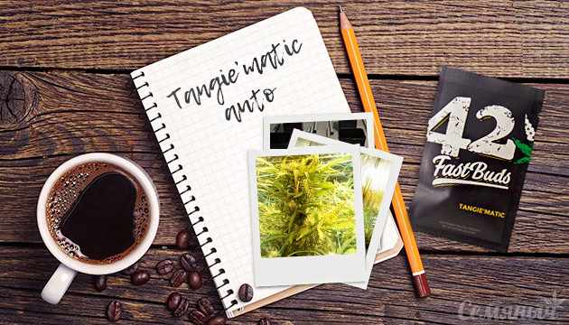 Гроурепорт сорта марихуаны Tangie'matic auto от FastBuds