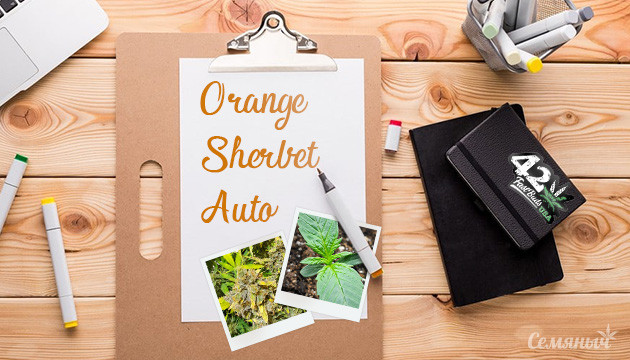 Гроурепорт сорта Orange Sherbet Auto