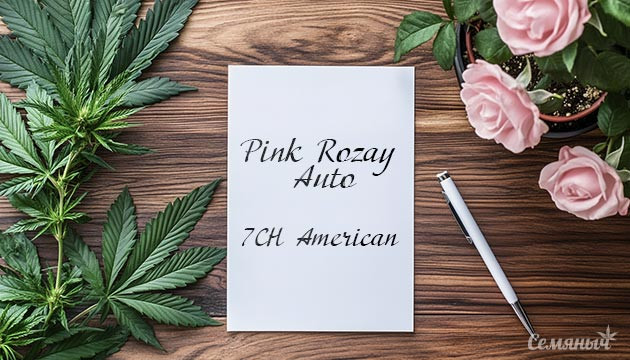 Гроурепорт сорта Pink Rozay Auto fem от 7CH American