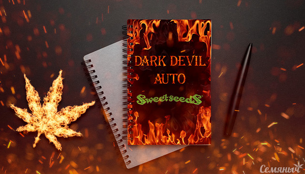 Гроурепорт сорта Dark Devil Auto