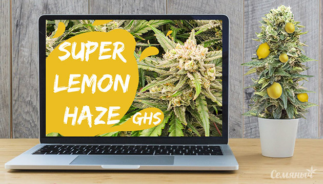 Гроурепорт сорта Super Lemon Haze Auto