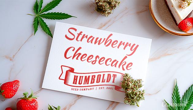 Гроурепорт сорта марихуаны Strawberry Cheesecake Auto от сидбанка Humboldt Seed Company